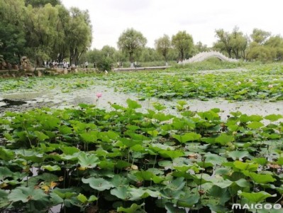 无锡哈尔滨太阳岛旅游景点推荐，你去过几个？